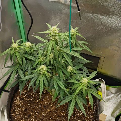 F1 Milky way growlog timeline photo