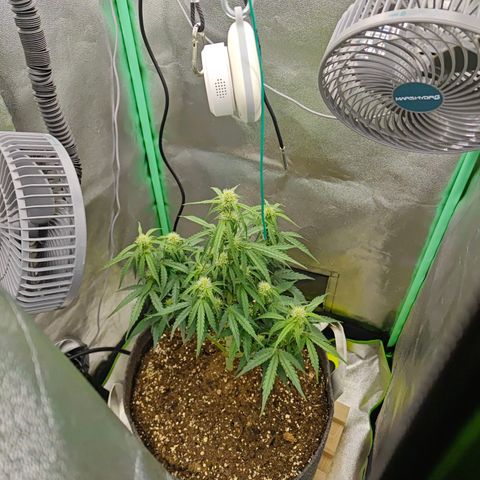 F1 Milky way growlog timeline photo