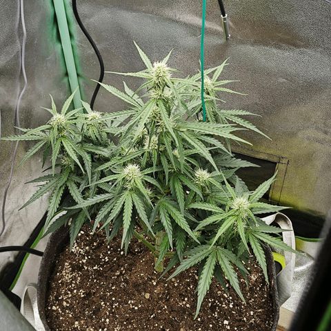 F1 Milky way growlog timeline photo