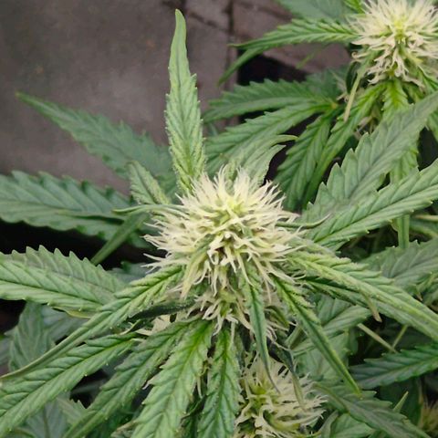 F1 Milky way growlog timeline photo