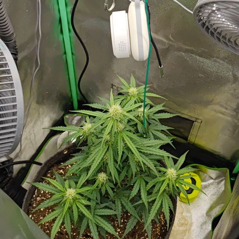 F1 Milky way growlog timeline photo