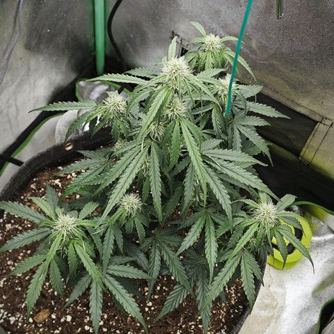 F1 Milky way growlog photo: Bodenfeuchtigkeit 74%-80%