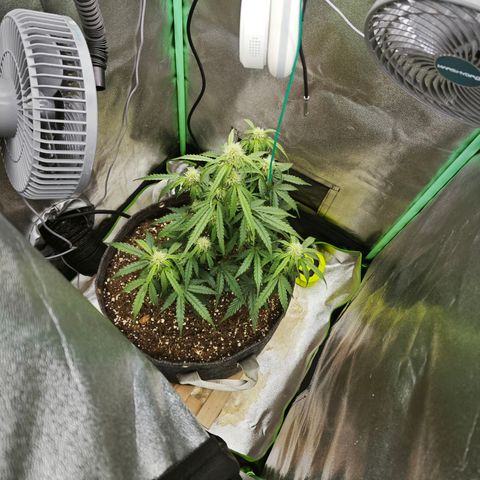F1 Milky way growlog photo: Bodenfeuchtigkeit 74%-80%