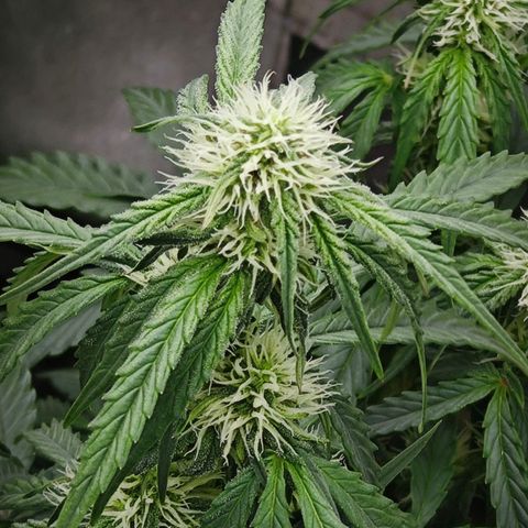 F1 Milky way growlog photo: Bodenfeuchtigkeit 74%-80%