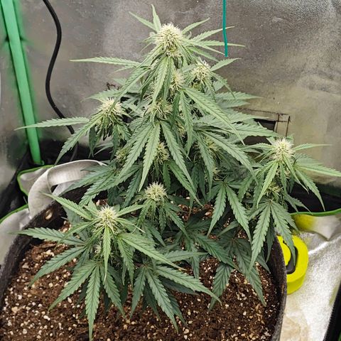 F1 Milky way growlog timeline photo