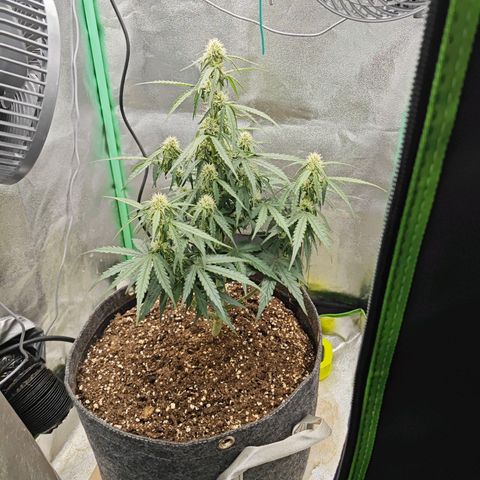 F1 Milky way growlog timeline photo