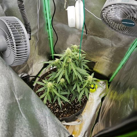 F1 Milky way growlog timeline photo