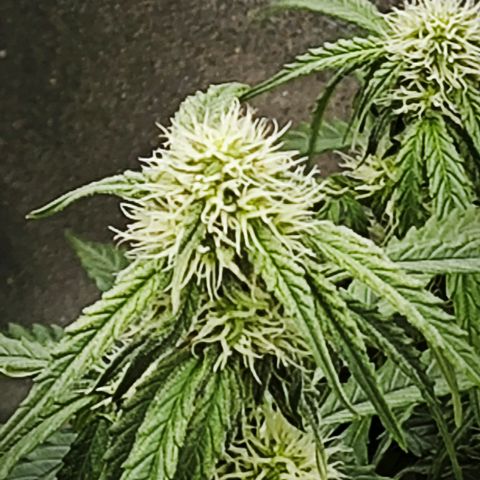 F1 Milky way growlog timeline photo
