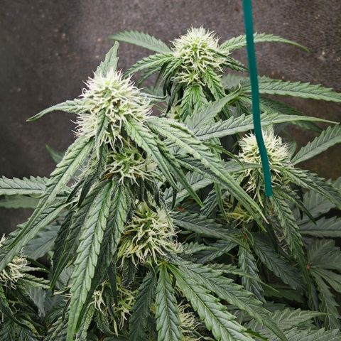 F1 Milky way growlog photo: 48cm
