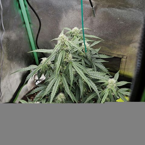 F1 Milky way growlog photo: 48cm