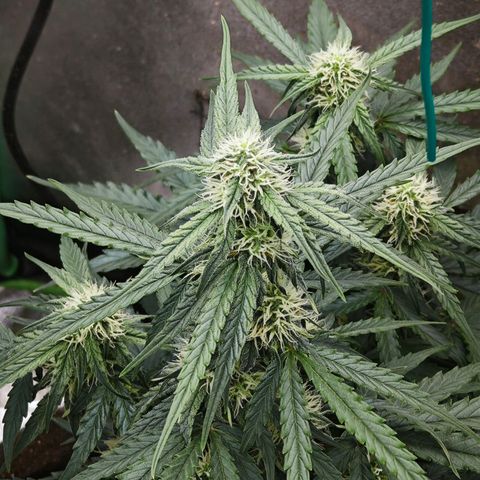 F1 Milky way growlog timeline photo