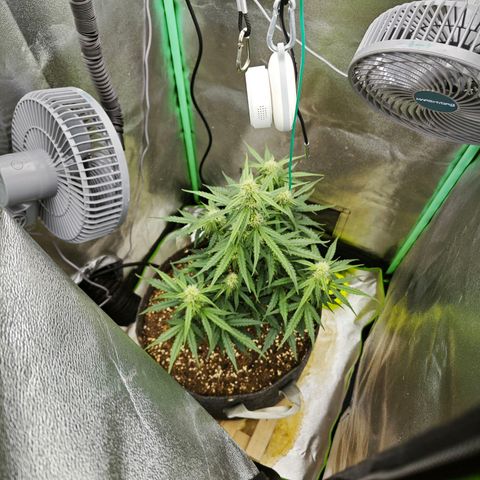 F1 Milky way growlog timeline photo