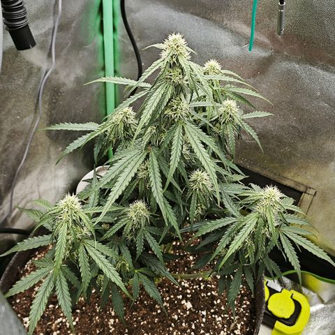 F1 Milky way growlog photo: Bodenfeuchtigkeit 67% - 78% Prozent 