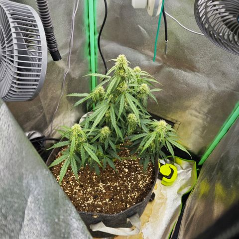 F1 Milky way growlog photo: Bodenfeuchtigkeit 67% - 78% Prozent 