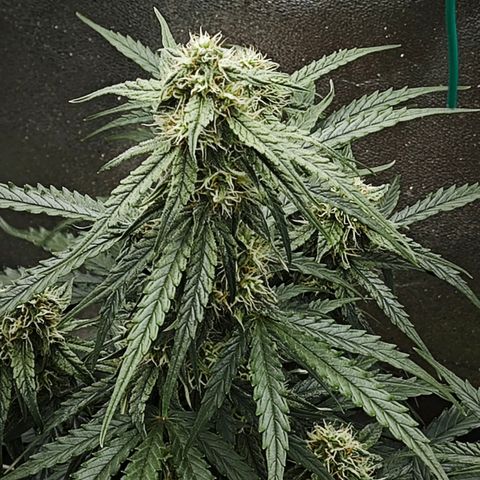 F1 Milky way growlog photo: 78%bodenfeuchtigkeit