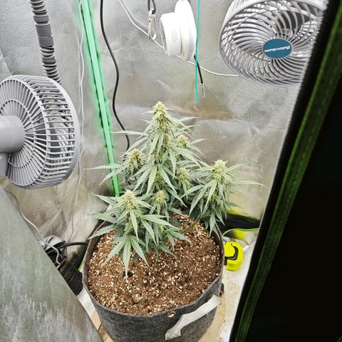 F1 Milky way growlog photo: 78%bodenfeuchtigkeit