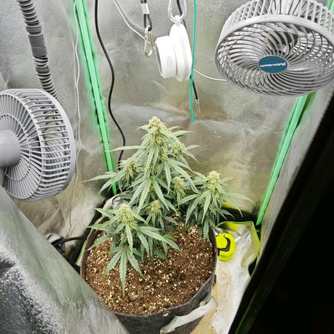 F1 Milky way growlog photo: 72-78% Bodenfeuchtigkeit 