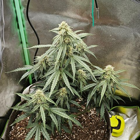 F1 Milky way growlog photo: 72-78% Bodenfeuchtigkeit 