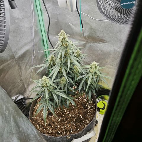 F1 Milky way growlog timeline photo