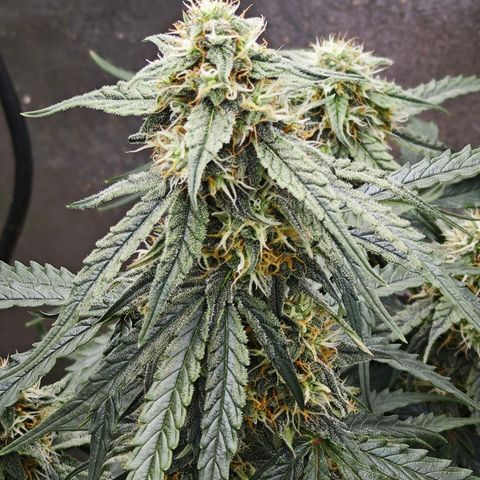 F1 Milky way growlog timeline photo