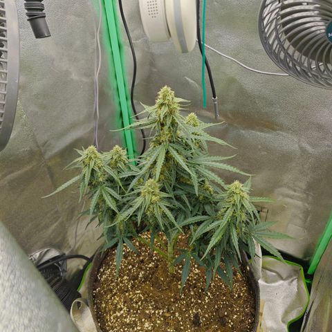 F1 Milky way growlog timeline photo