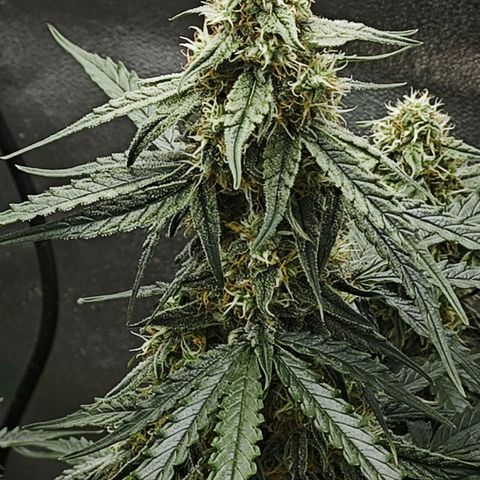 F1 Milky way growlog timeline photo