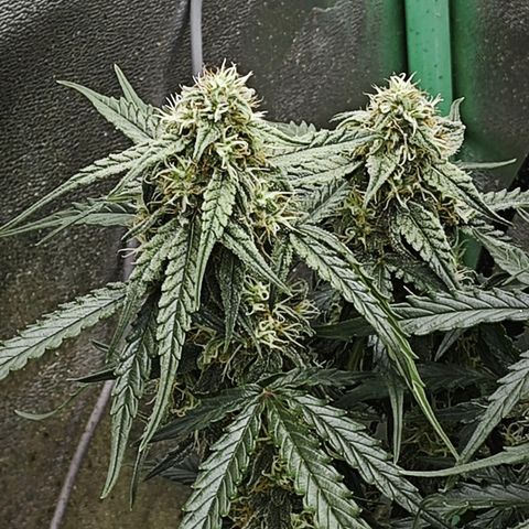 F1 Milky way growlog timeline photo