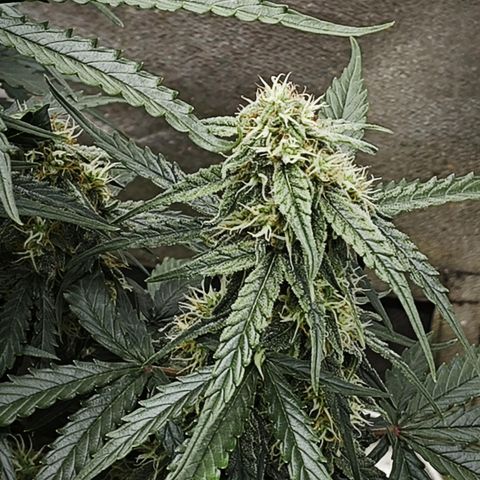 F1 Milky way growlog timeline photo
