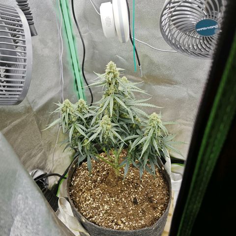 F1 Milky way growlog timeline photo