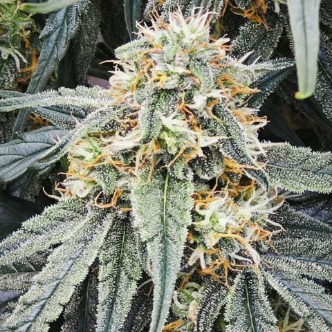 F1 Milky way growlog timeline photo