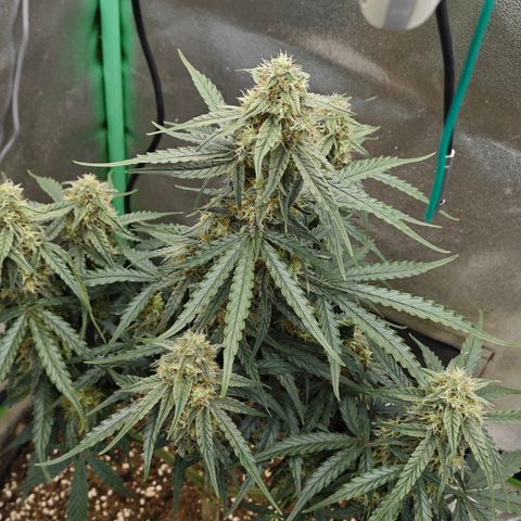 F1 Milky way growlog timeline photo