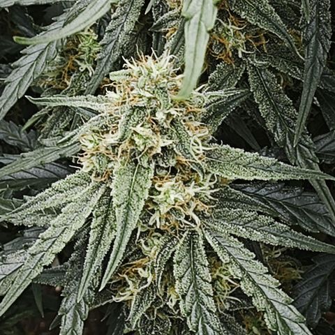 F1 Milky way growlog timeline photo