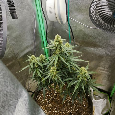 F1 Milky way growlog timeline photo
