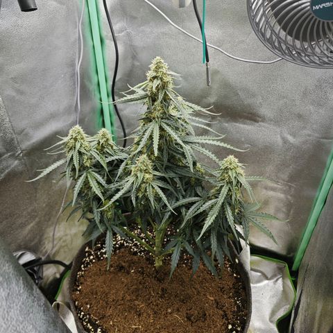 F1 Milky way growlog timeline photo