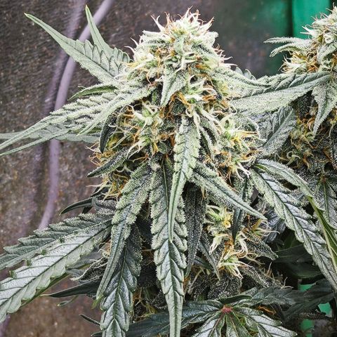 F1 Milky way growlog timeline photo