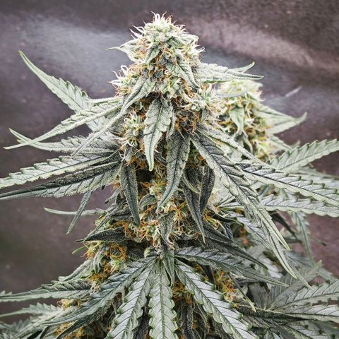 F1 Milky way growlog timeline photo