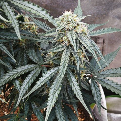 F1 Milky way growlog timeline photo