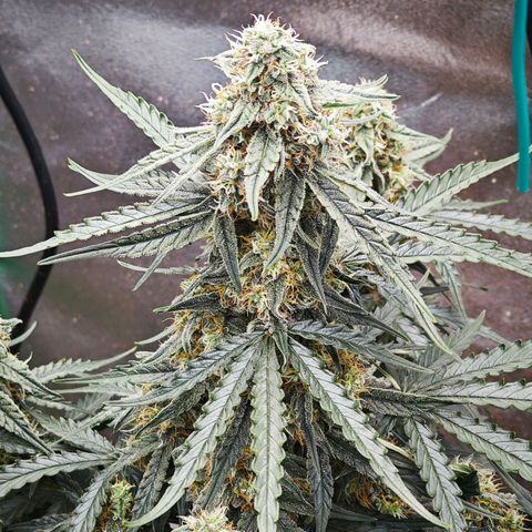 F1 Milky way growlog timeline photo