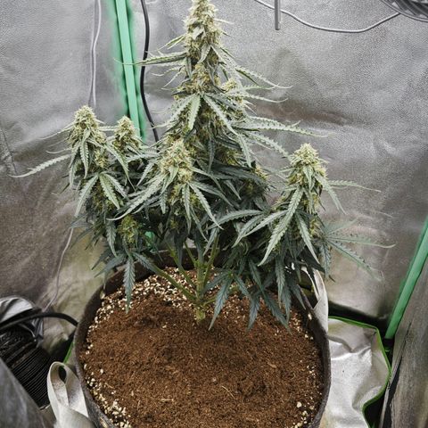 F1 Milky way growlog timeline photo