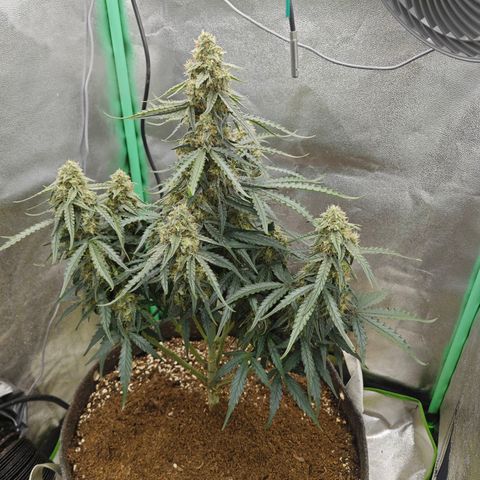 F1 Milky way growlog timeline photo