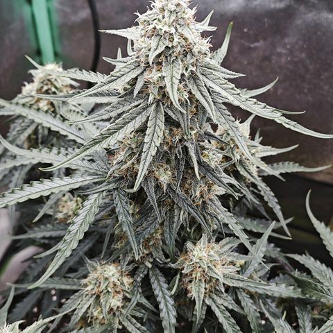 F1 Milky way growlog timeline photo