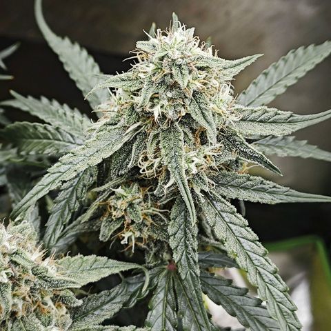 F1 Milky way growlog timeline photo