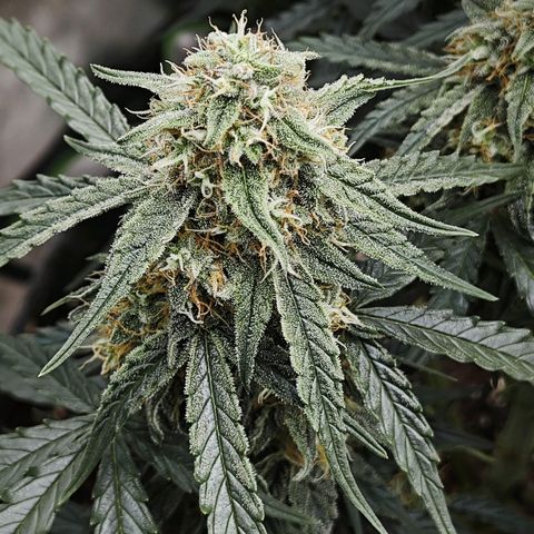 F1 Milky way growlog timeline photo