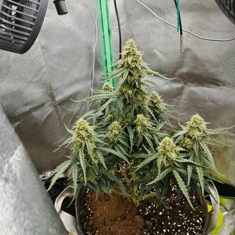 F1 Milky way growlog timeline photo