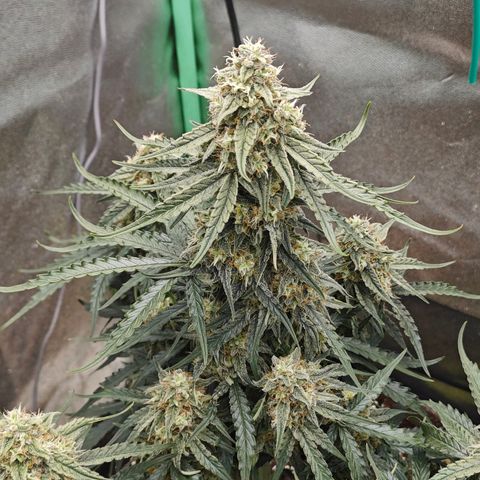 F1 Milky way growlog timeline photo
