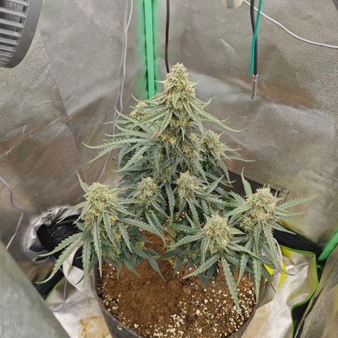 F1 Milky way growlog timeline photo