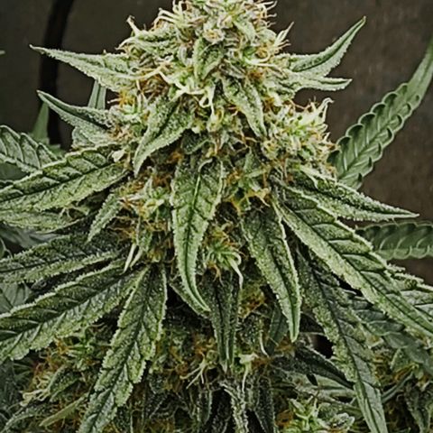 F1 Milky way growlog timeline photo
