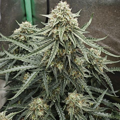 F1 Milky way growlog timeline photo