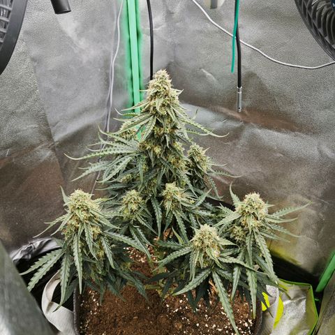 F1 Milky way growlog timeline photo