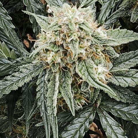 F1 Milky way growlog timeline photo